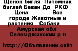 Щенок бигля. Питомник биглей Беван-До (РКФ) › Цена ­ 20 000 - Все города Животные и растения » Собаки   . Амурская обл.,Селемджинский р-н